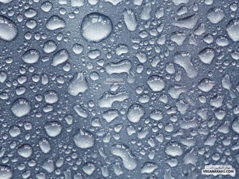 نتيجة لعملية التكثف ينتقل بخار الماء من المسطحات المائية إلى طبقات الجو.