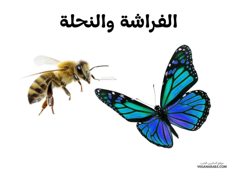 من أوجه الشبه بين الفراشة والنحلة، جميعهما من الحشرات ولهما أجنحة يطيران بها.