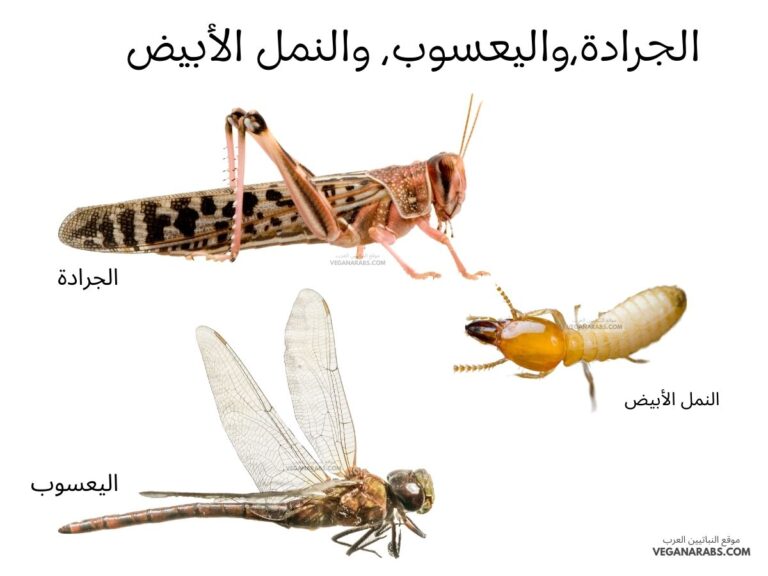 بعض أنواع الحشرات مثل: الجرادة،واليعسوب، والنمل الأبيض دورة حياتها تمر بثلاث مراحل وتسمى بعملية: