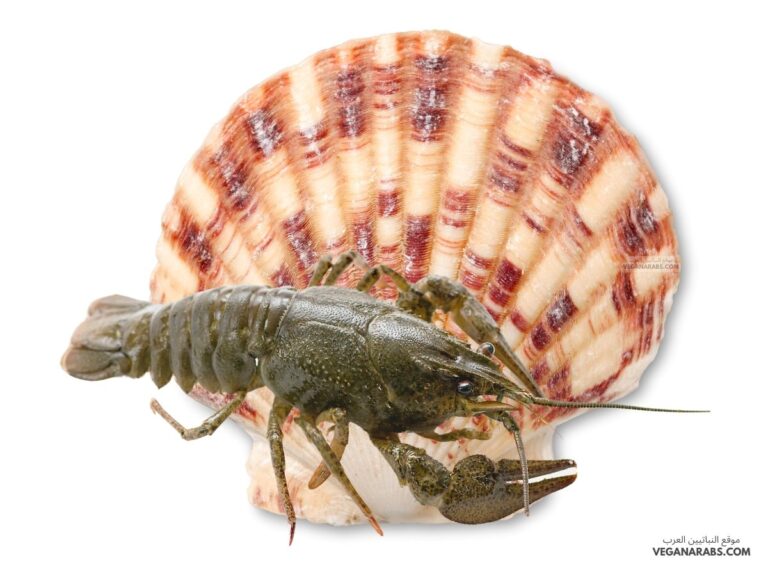 ما الخاصية التي تشترك فيها الرخويات والمفصليات