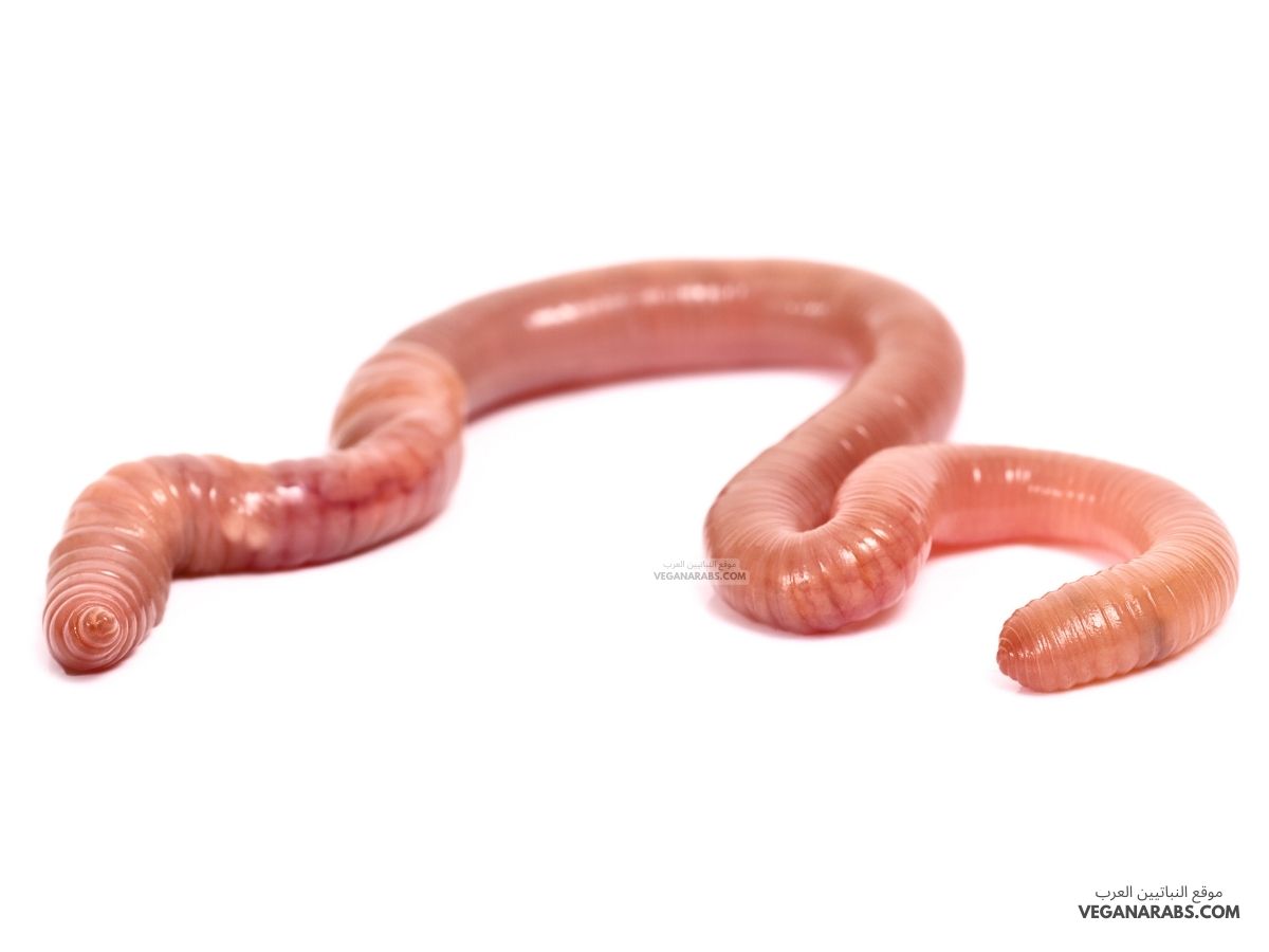 هل دودة الارض من المفصليات