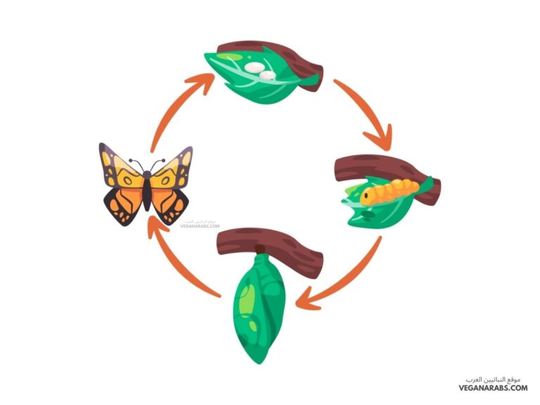 تمر العديد من صغار الحشرات بتغيرات أثناء مراحل نموها المختلفة وتسمى هذه التغيرات: