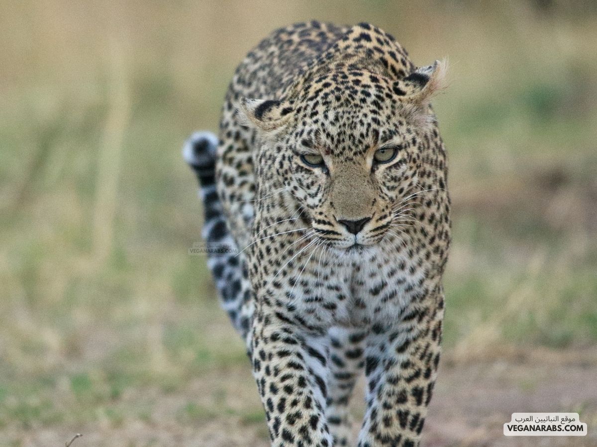 تعريف عن النمر العربي