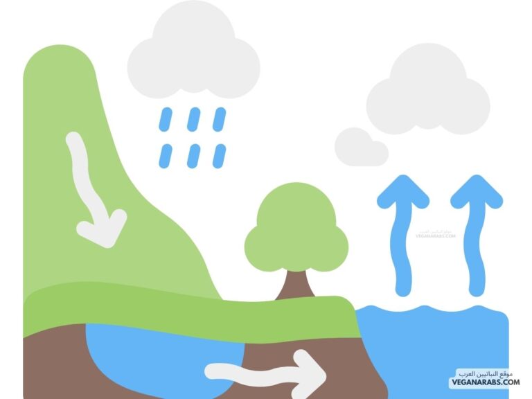تؤثر دورة الماء وحصول الهطول على الطقس