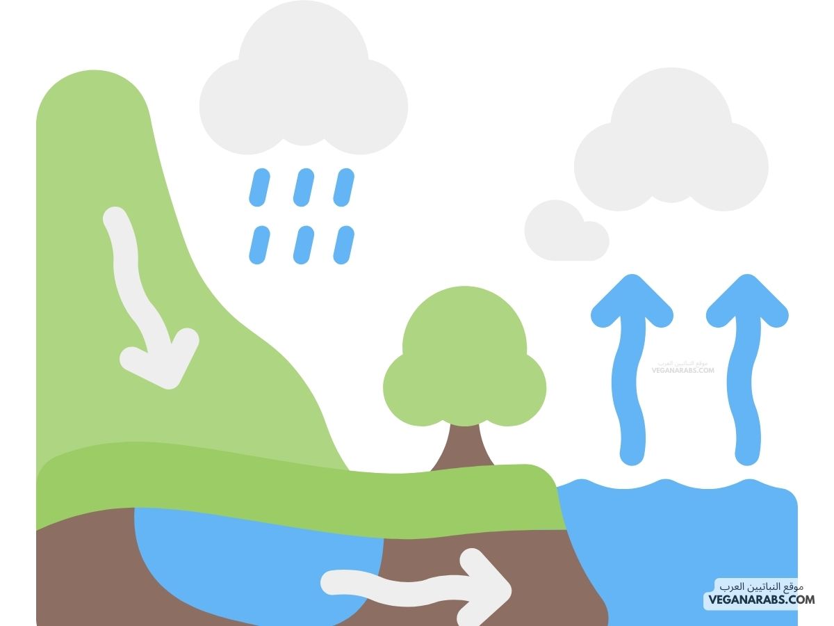 تؤثر دورة الماء وحصول الهطول على الطقس