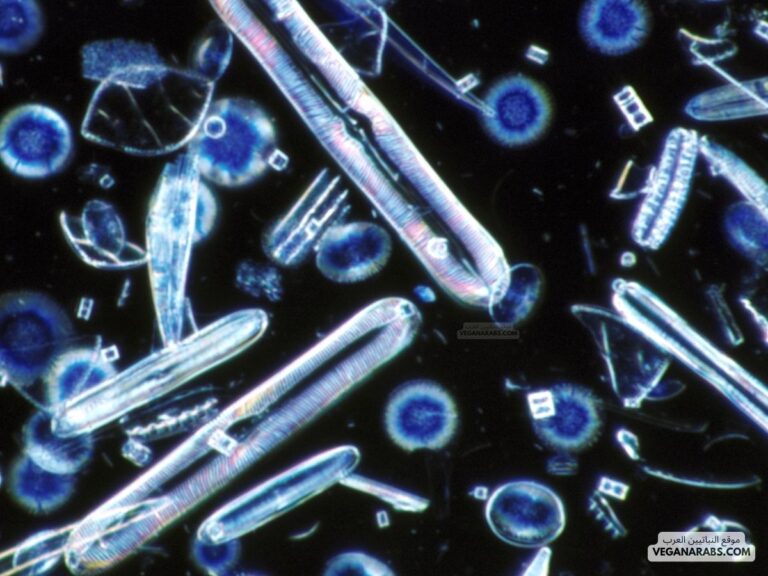 ما المخلوق الذي له جدر خلوية من السيليكا؟