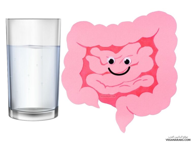 يتحقق الاتزان الداخلي عندما يمتص الماء من الطعام غير المهضوم في................