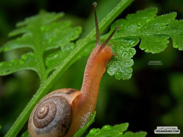 الرخويات تمتلك جهازا هضميا أحادي الفتحات