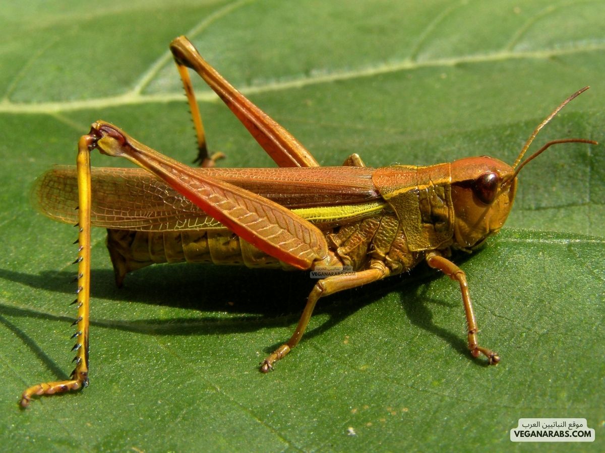 هل الجراد من المفصليات