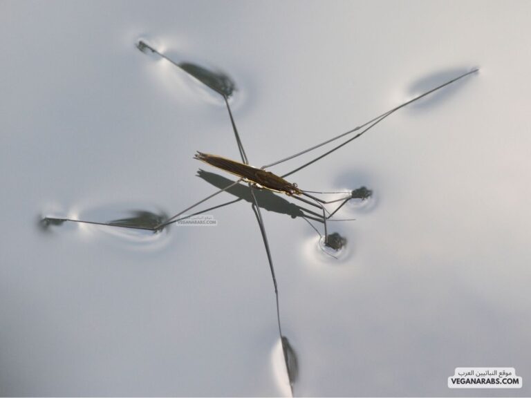 التوتر السطحي خاصيه تمكن الحشرات من المشي فوق سطح الماء