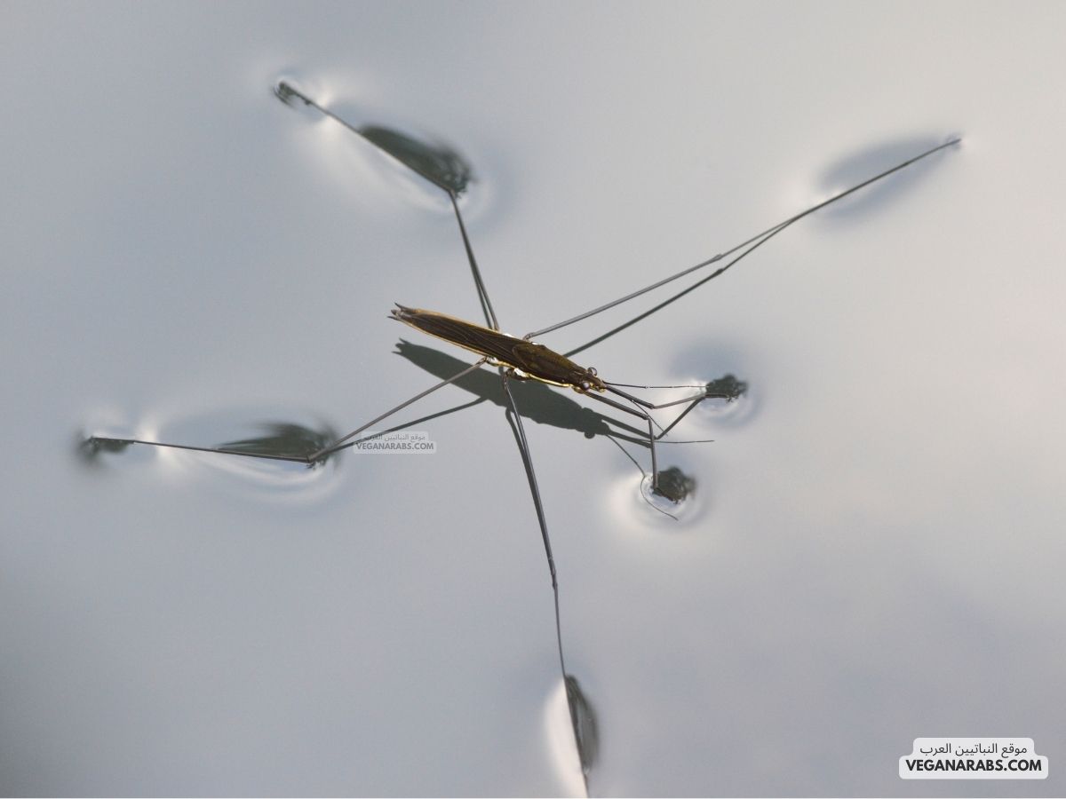 التوتر السطحي خاصيه تمكن الحشرات من المشي فوق سطح الماء