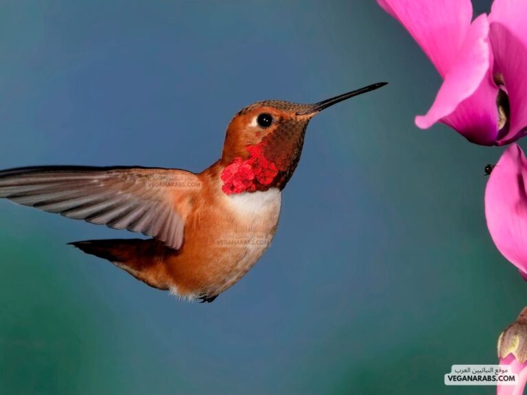 لوحظ أن بعض أنواع الطيور تنقرض: أي مما يلي هو سبب جوهري لانقراضها
