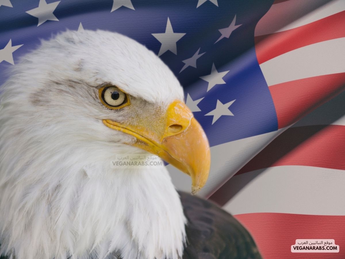 النسر الامريكي