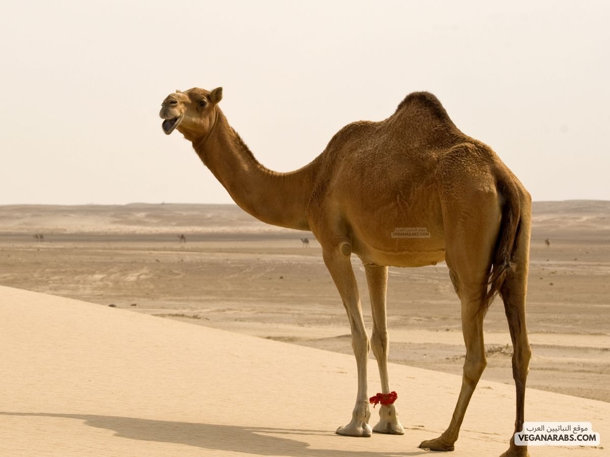 جمل جمل جمل يصبر على العطش