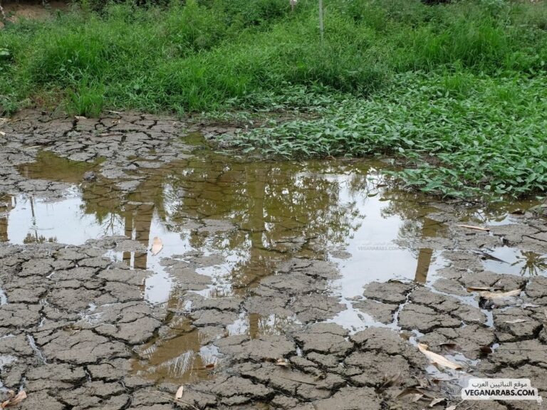 اي مصادر الماء التاليه اكثر استخداما للشرب والزراعه على مستوى العالم