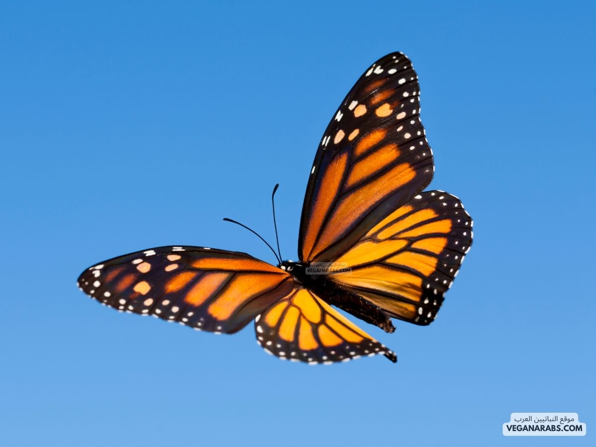 هل الفراشة من المفصليات