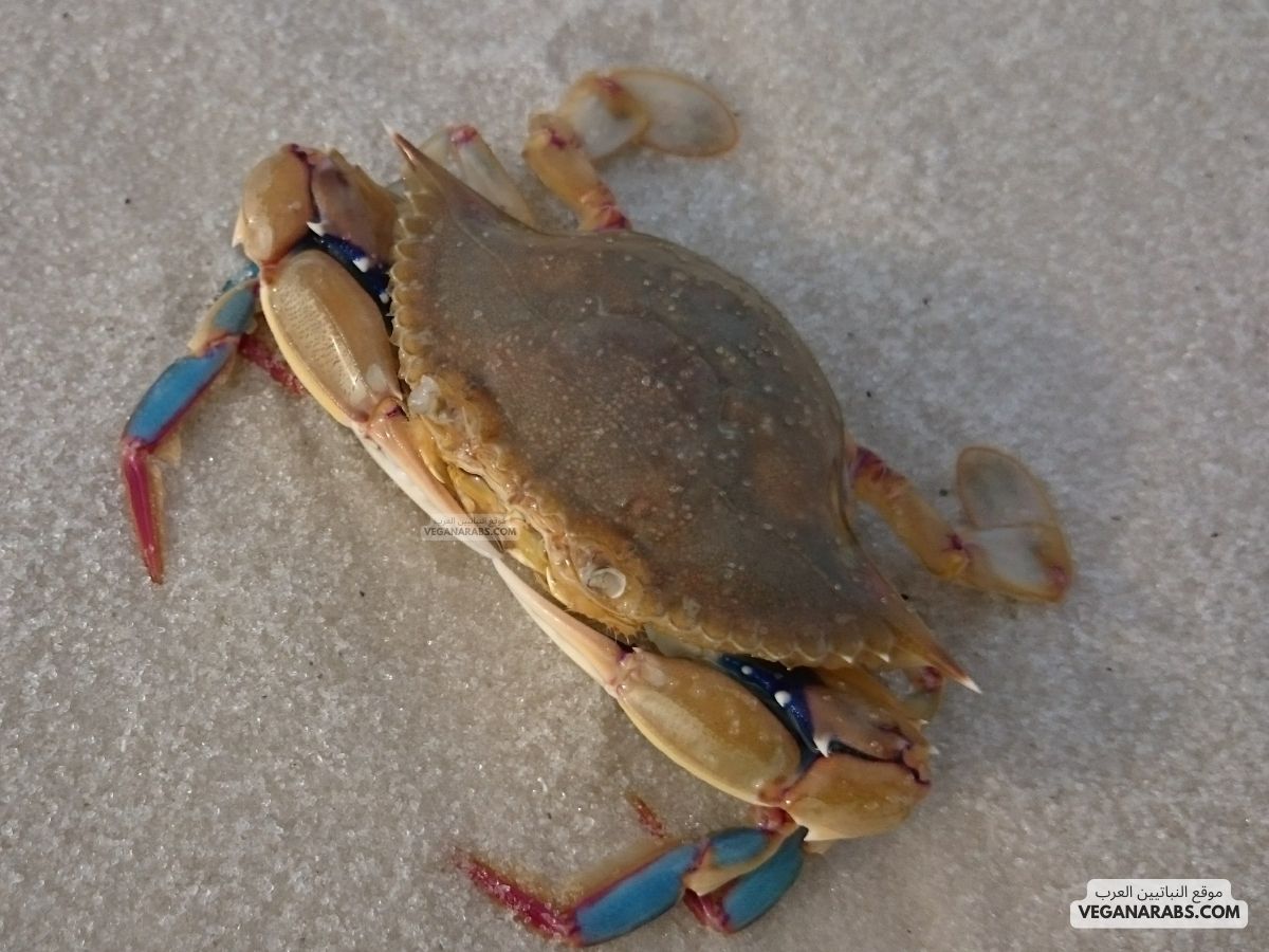 تمتلك القشريات ..... من قرون الاستشعار.