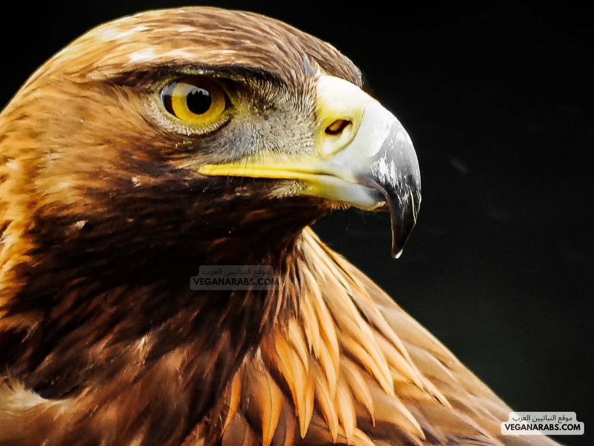 النسر الذهبي