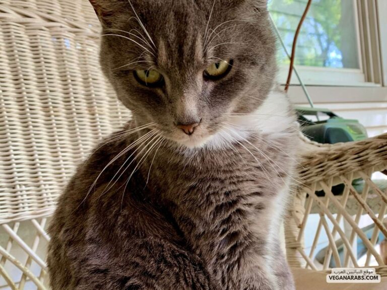 ليش القطط تخاف من الماء