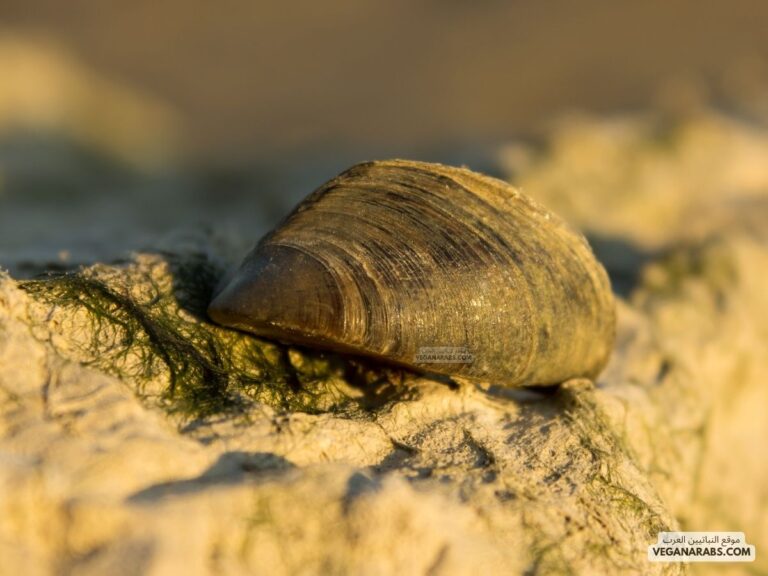 تتكون الدعامة في الرخويات