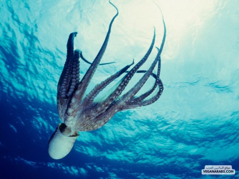 هل الاخطبوط من المفصليات