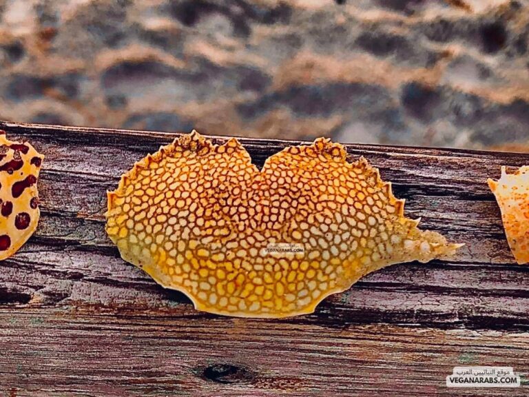 ما هي القشريات