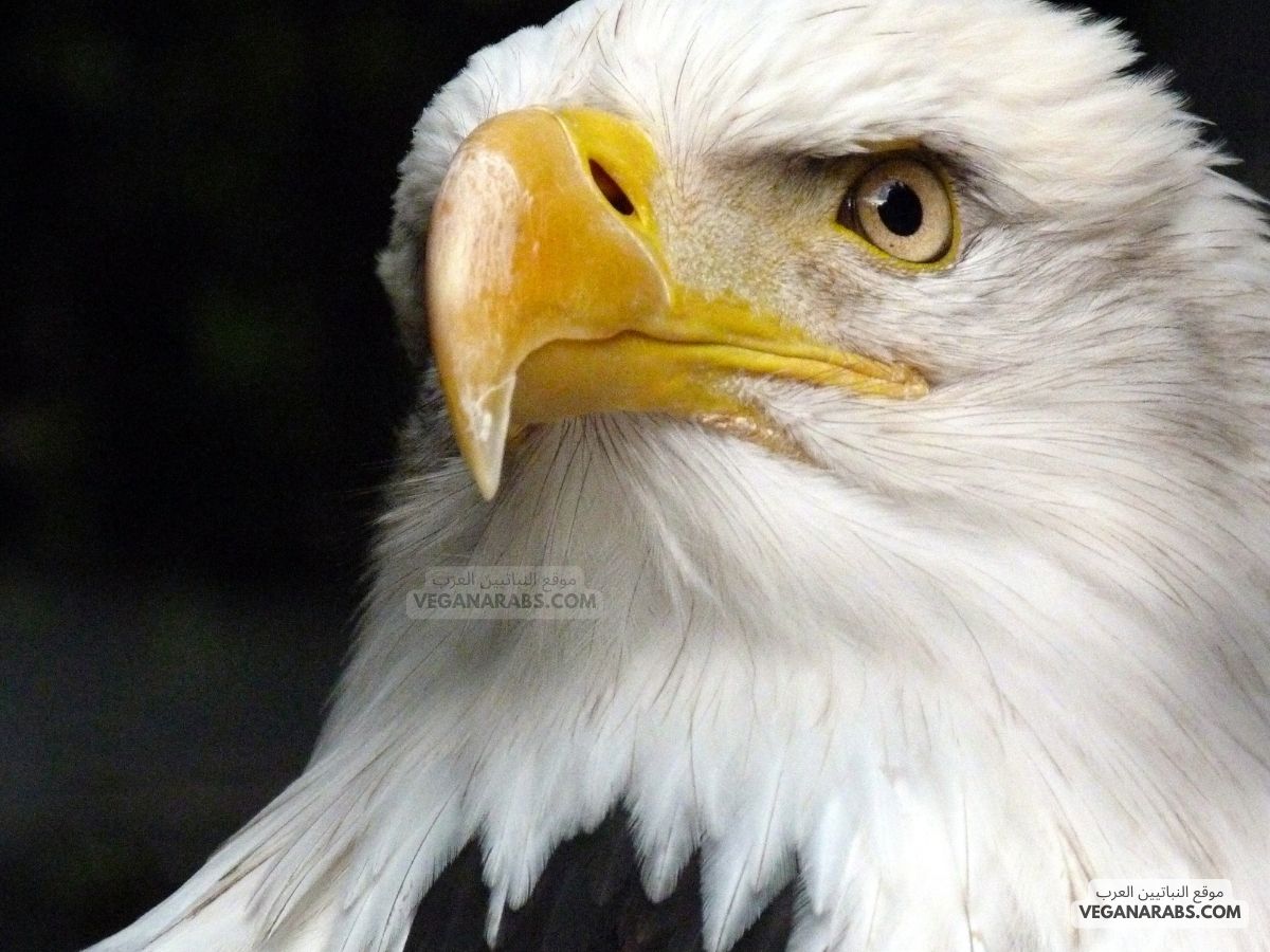 كم يعيش النسر