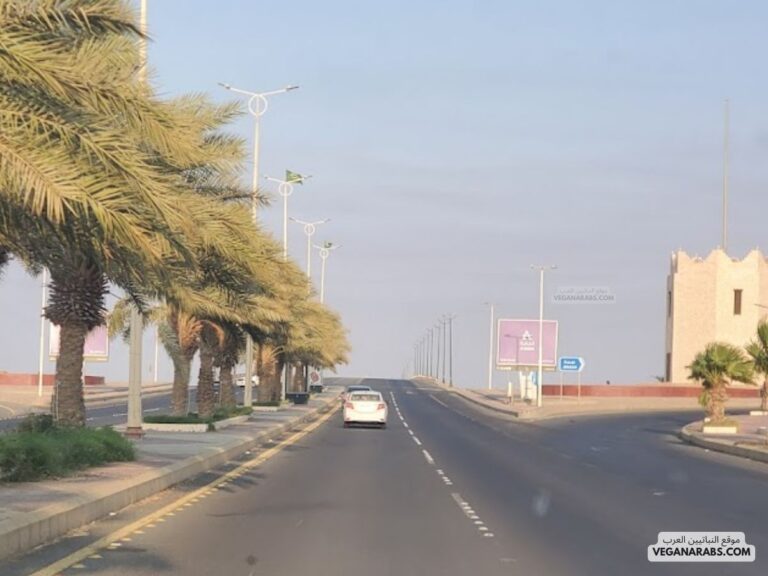 معلومات عن مدينة رابغ