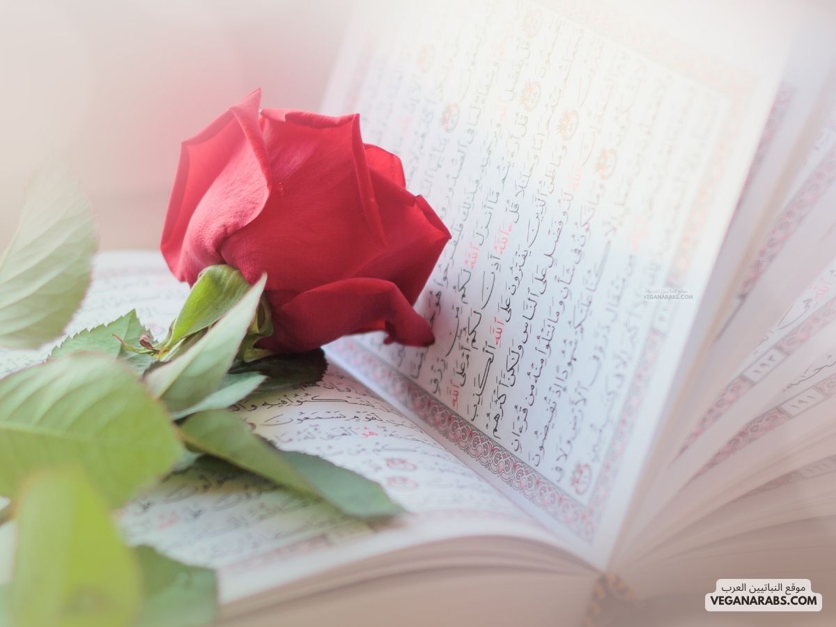 كم عدد سور القران