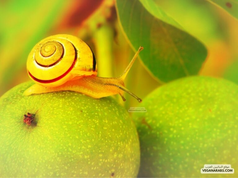 النفريديا هي أحد التراكيب الموجودة في الرخويات، ووظيفتها: