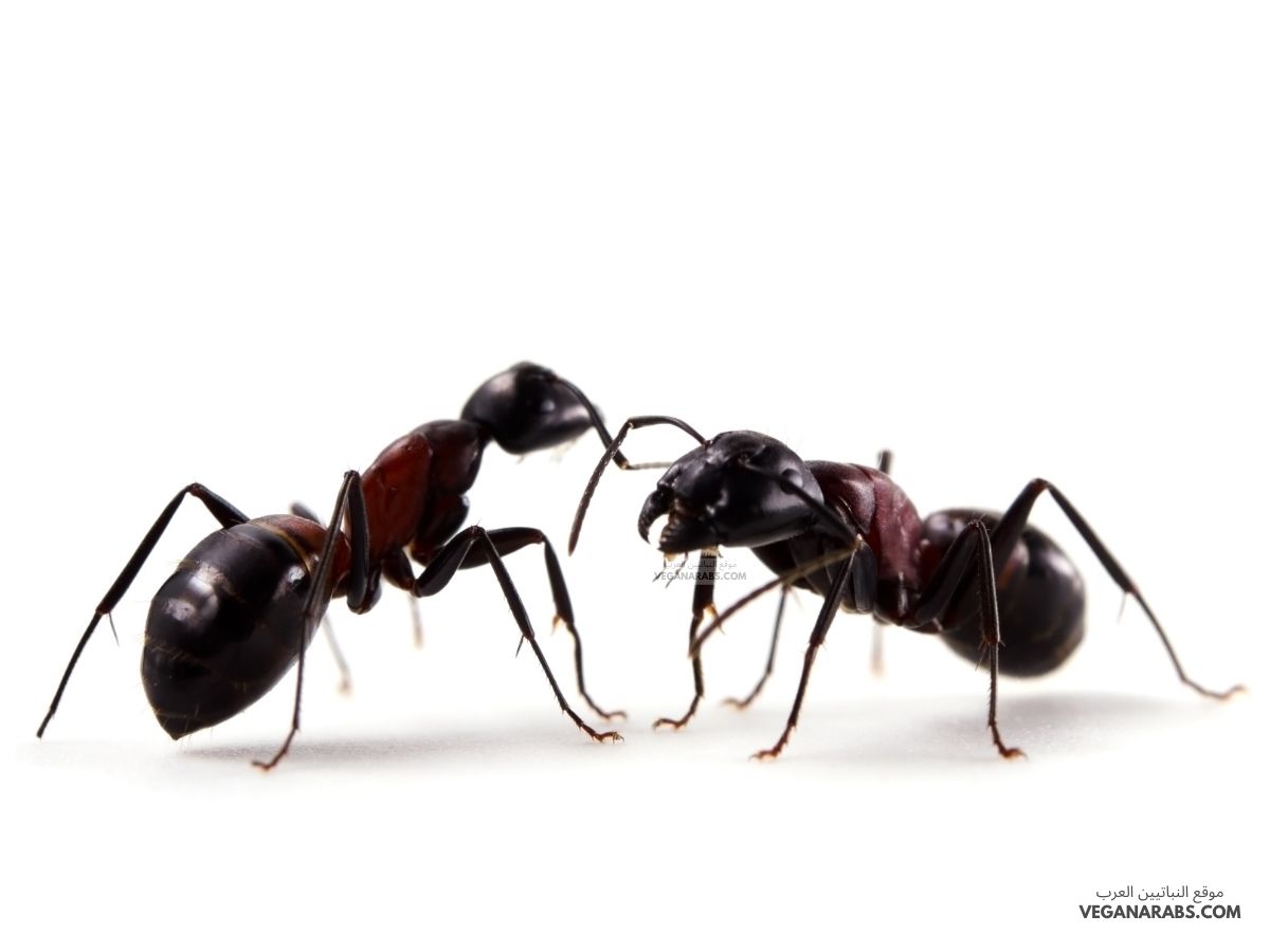 هل النمل من المفصليات