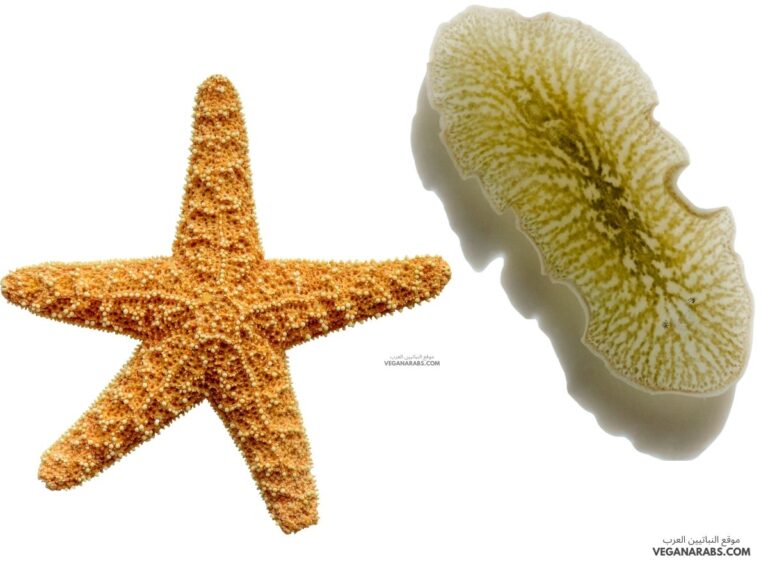 أي المجموعات التالية تنسلخ؟ ديدان الأرض. القشريات. نجم البحر. الديدان المفلطحة.