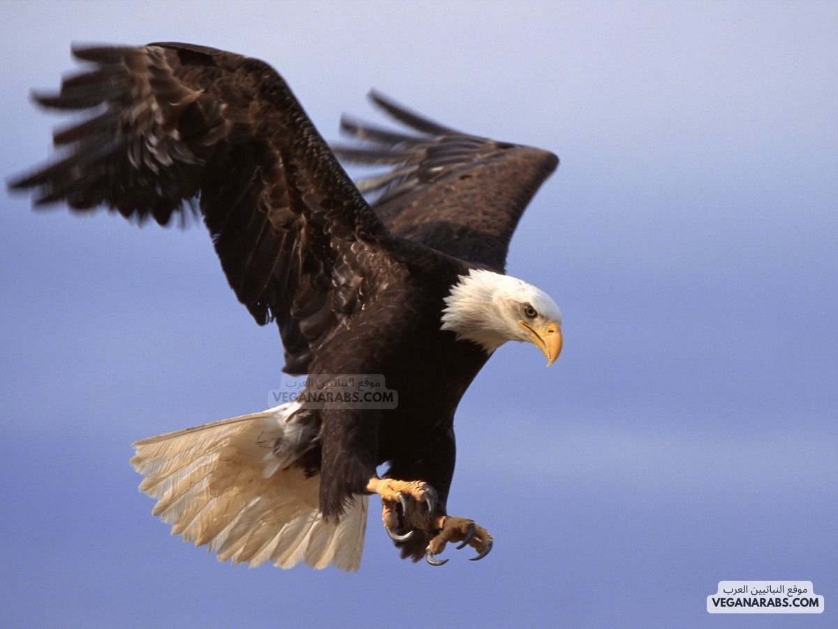 أي الحيوانات التالية من اللافقاريات النسر. الروبيان. الثعبان