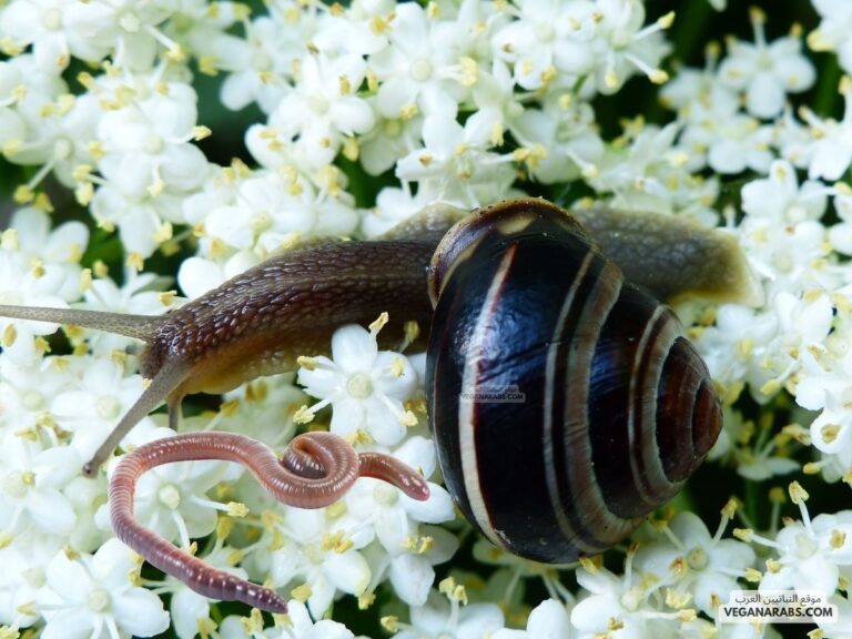 تشبه الديدان الحلقية الرخويات من حيث امتلاكها