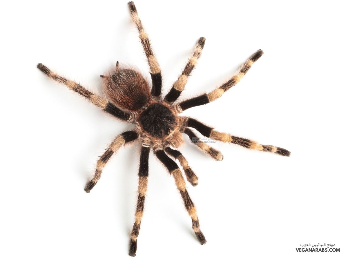 هل العنكبوت من المفصليات