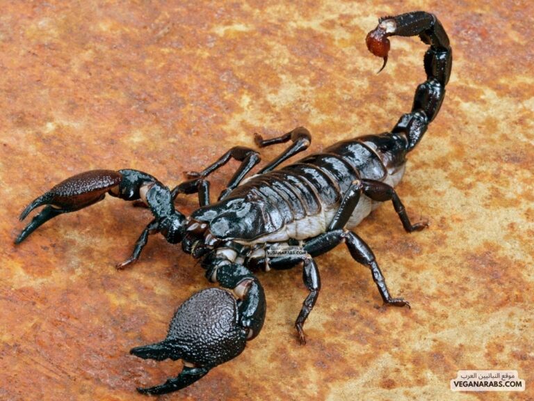 العقارب تنتمي الى مجموعة : الحشرات العنكبيات عديدة الارجل القشريات