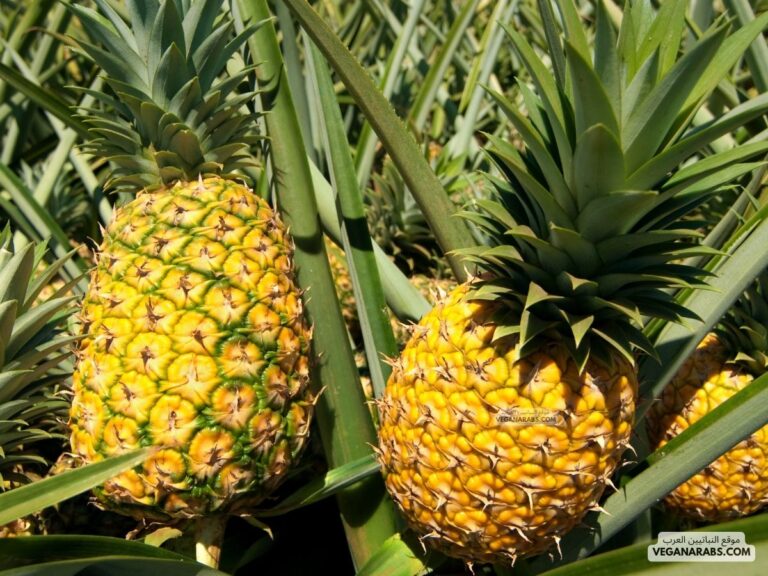 شجرة الاناناس كيف يزرع
