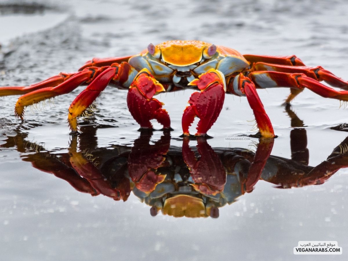 هل المفصليات من الفقاريات