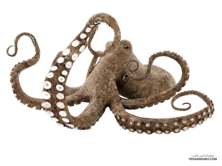 تمتلك بعض الرخويات جهاز دوران مفتوح مثل الأخطبوط ويمتلك بعضها جهاز دوراني مغلق مثل الحلزون