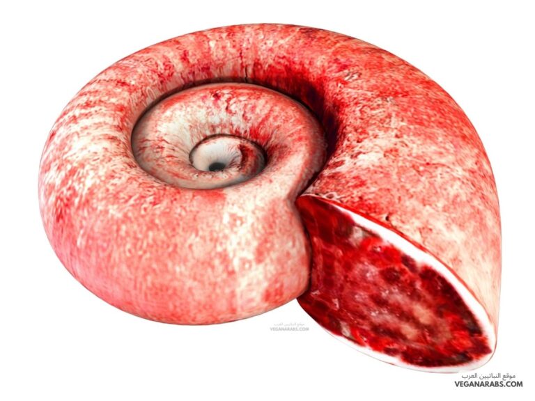 الرخويات تمتلك جهازا هضميا أحادي الفتحات.