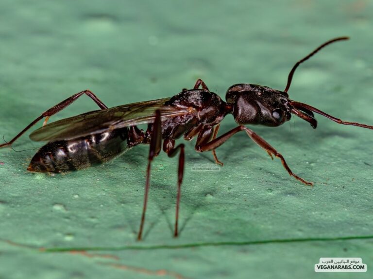 المفصليات والحشرات