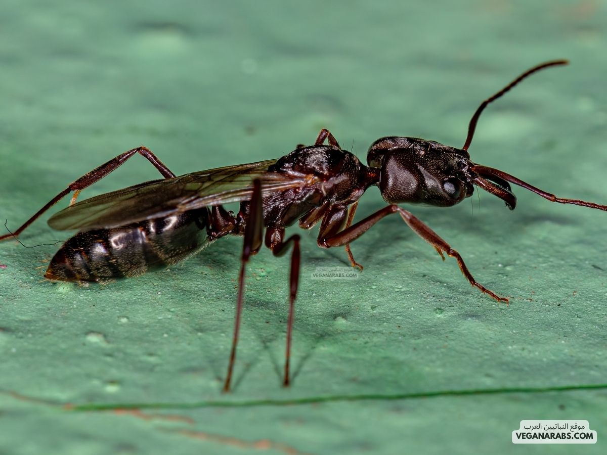 المفصليات والحشرات