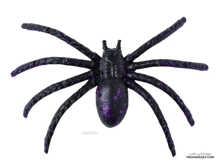 هل العنكبوت من الحشرات