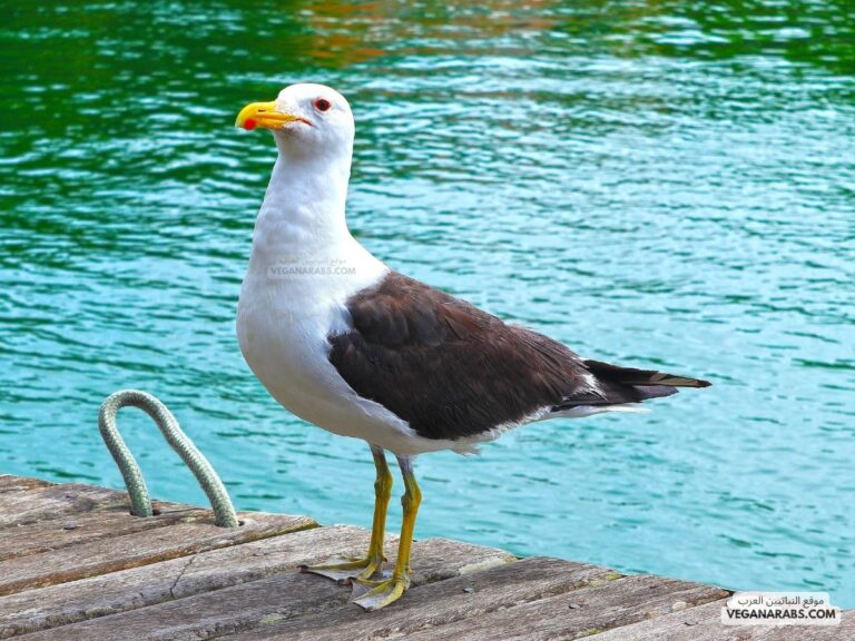 يصنف طائر القطرس من الطيور البحرية.