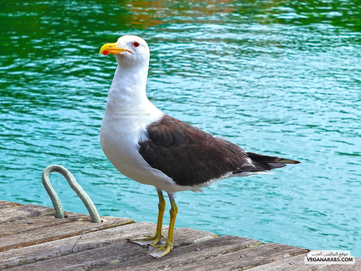 يصنف طائر القطرس من الطيور البحرية.