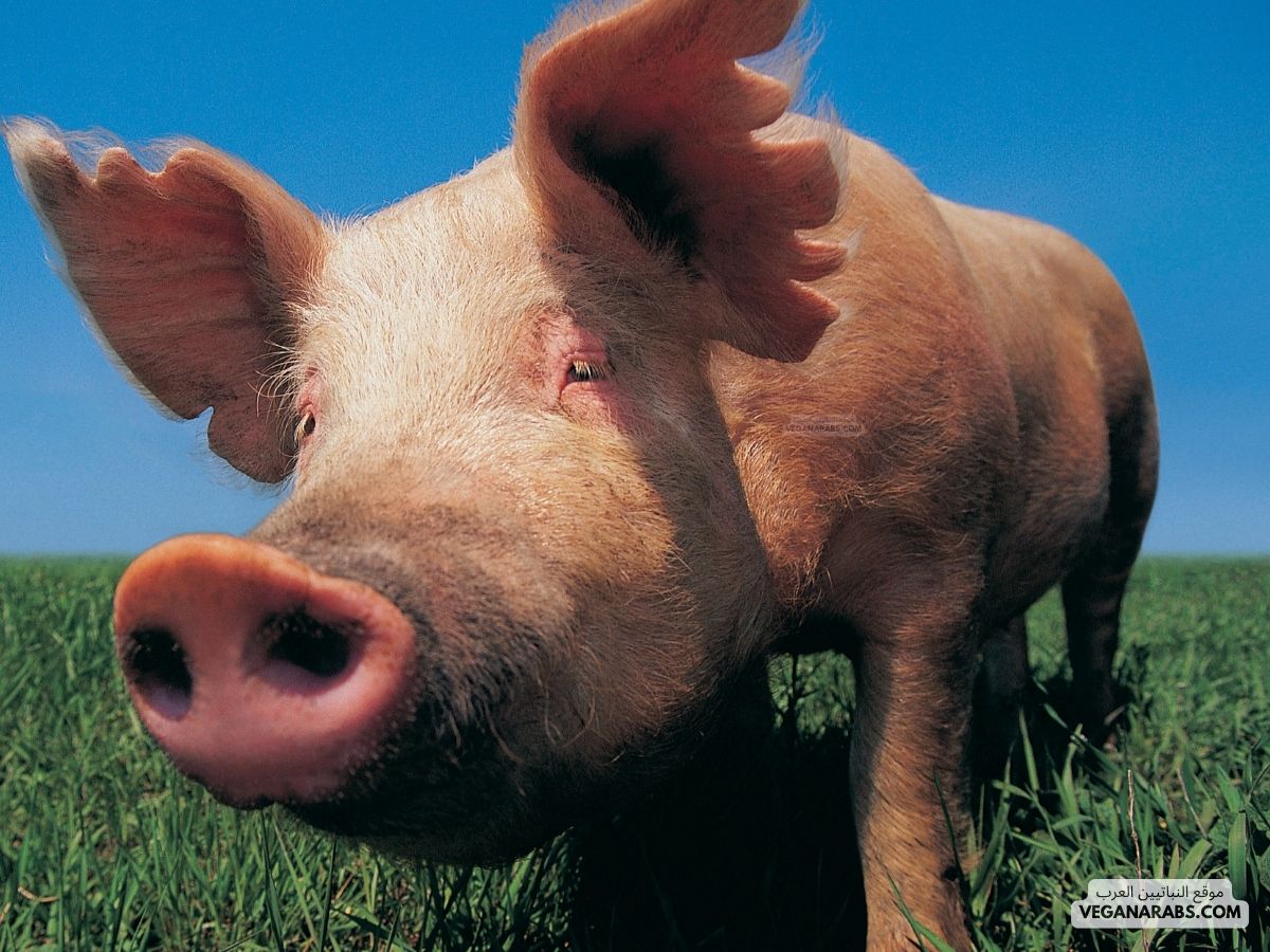 لماذا حرم الله الخنزير