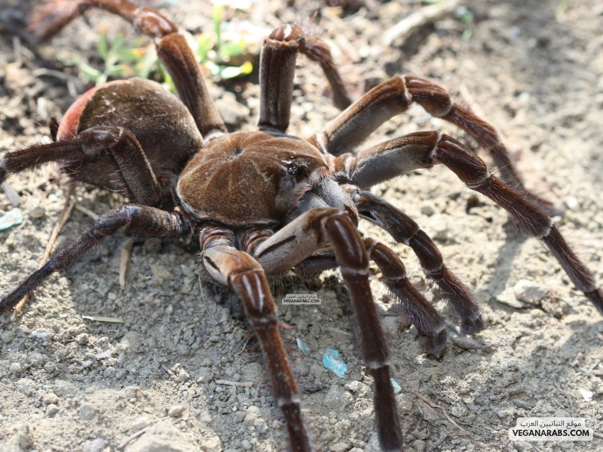اكبر عنكبوت في العالم The largest spider in the world