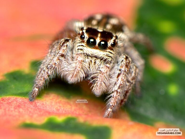 صور عنكبوت Spider Photos