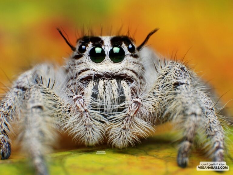 عنكبوت spider close up pic