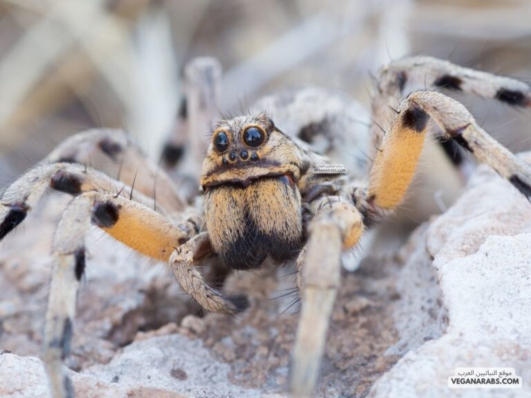 عنكبوت الذئب Wolf Spider